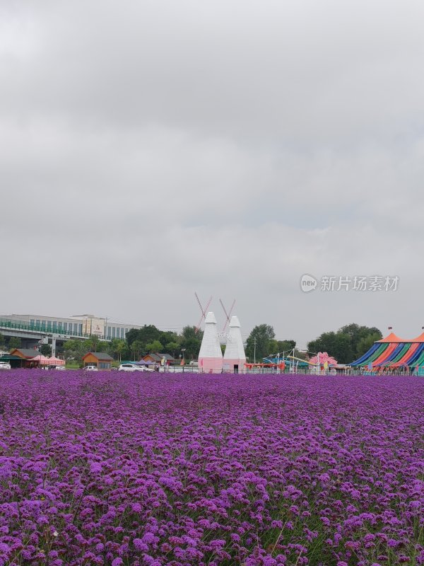 紫色花海，风景宣传片，景区宣传片