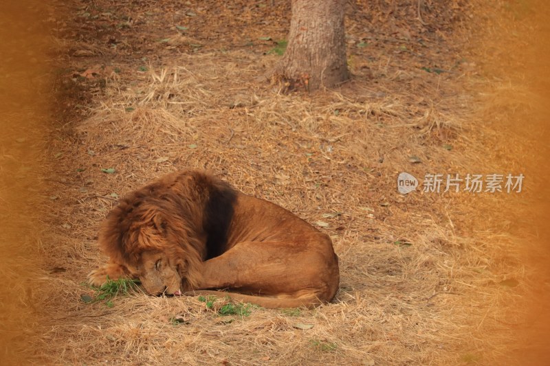 上海野生动物园沉睡雄狮