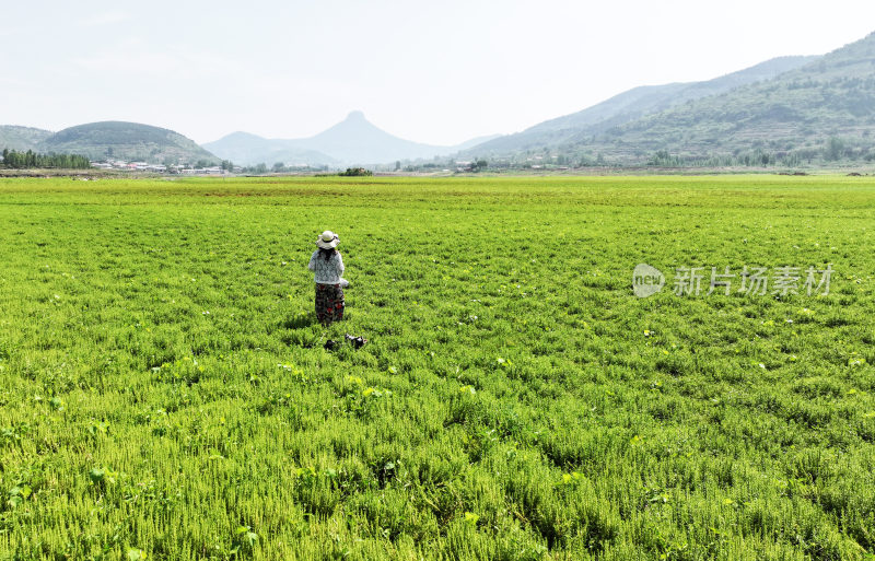 山东枣庄周村水库湿地草原风光