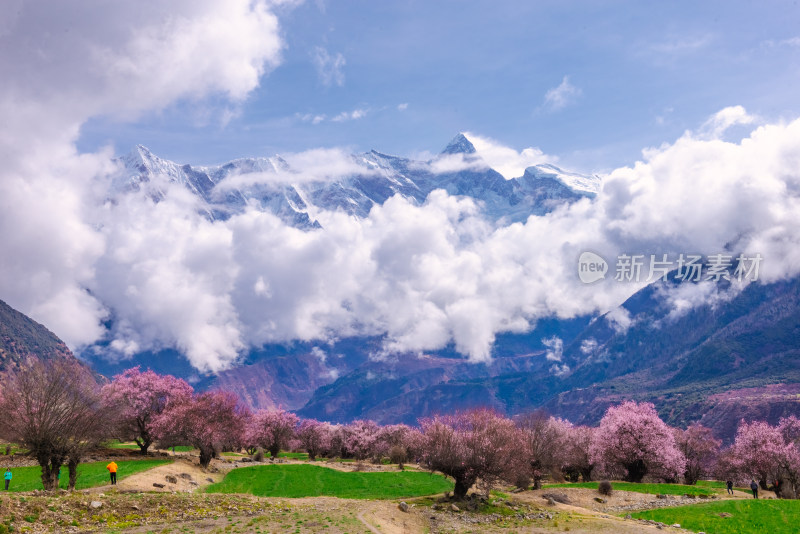 西藏林芝桃花园