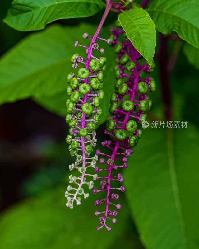 花蕊花朵含苞待放