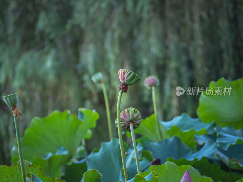 池塘里的荷花