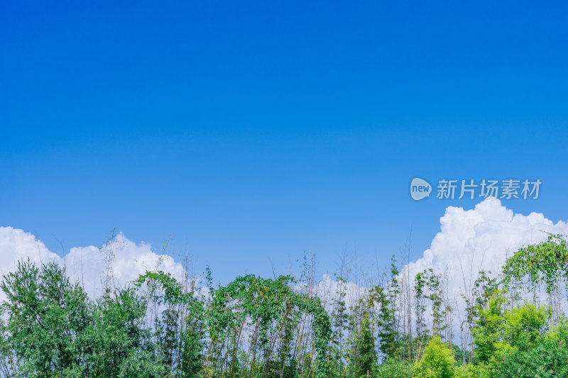 广州南沙绿树与蓝天白云自然风光