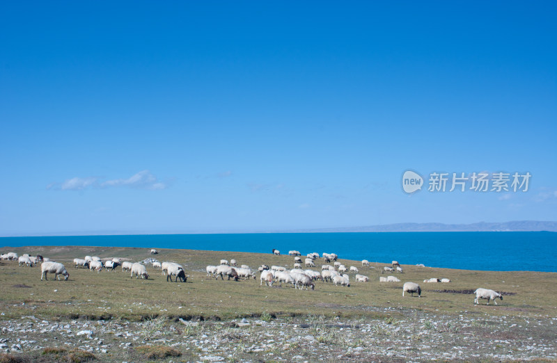 中国西部青海青海湖牧场的羊群