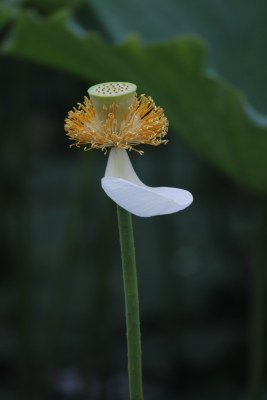 池塘里的荷花