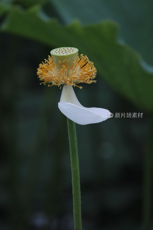 池塘里的荷花