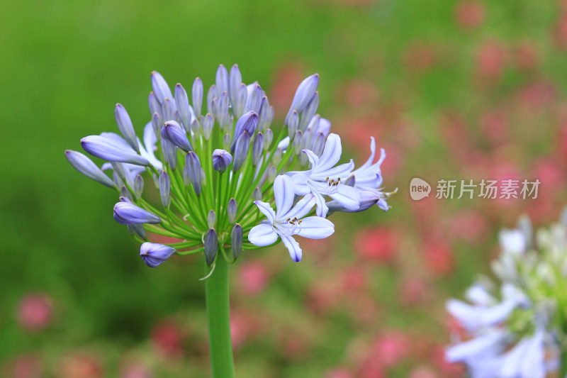 夏天盛开的欧石竹花