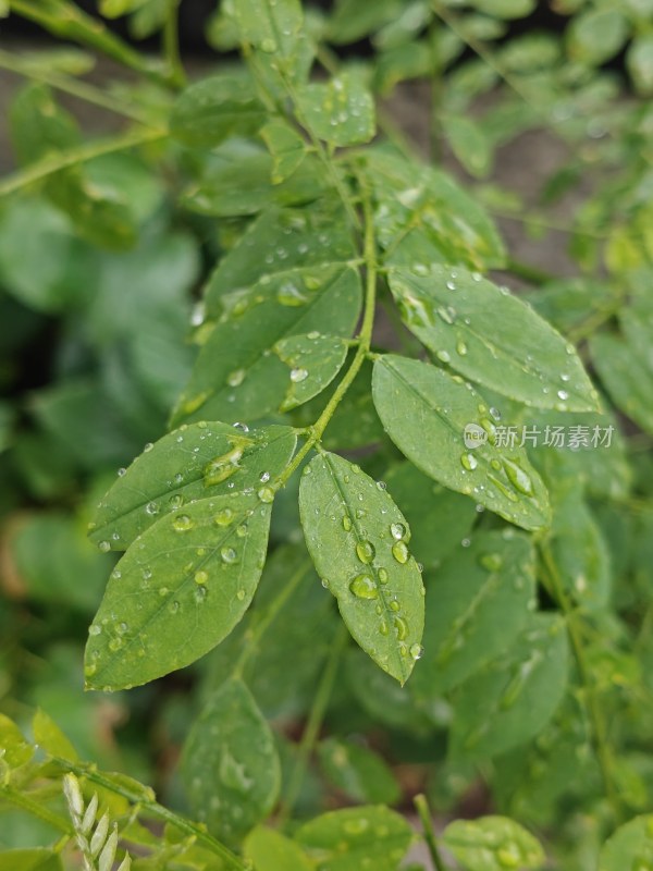 叶子上的雨滴