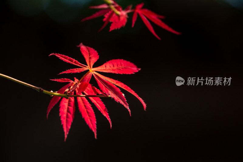 秋天红枫
