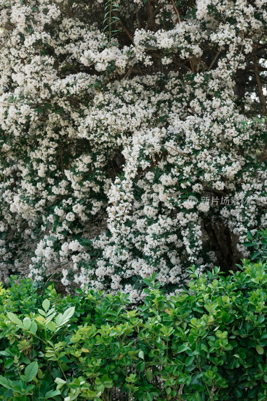 北京国家植物园猬实花