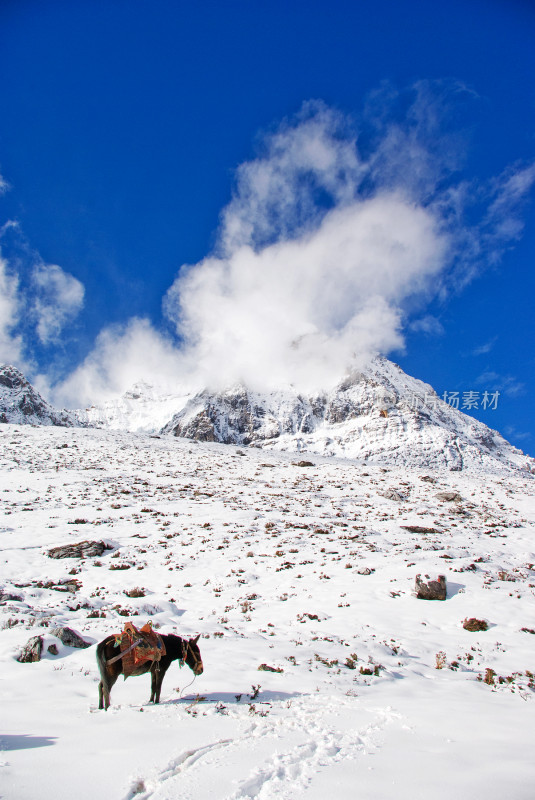 川西雪山下背负行囊的马匹