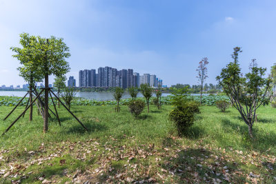 武汉江夏区汤逊湖壹号湿地公园风景