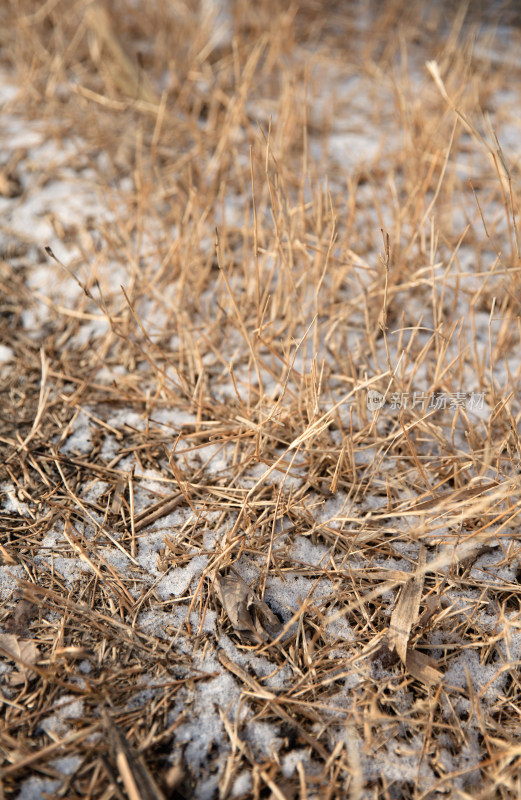 冬季杂乱的荒草和残留的积雪