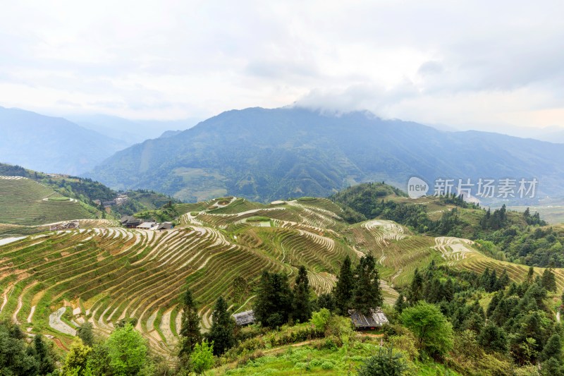 龙脊梯田