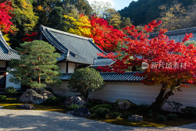 庭院 日式 枫叶 枯山水 日式建筑