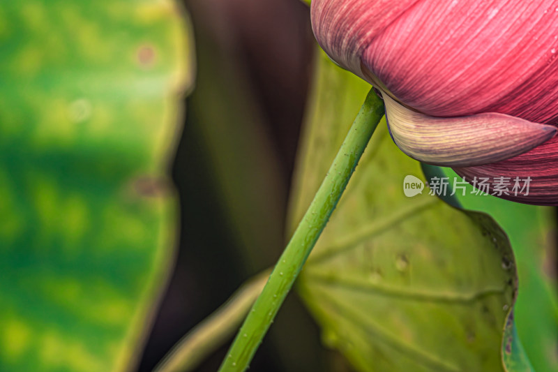 雨后荷花上的水珠