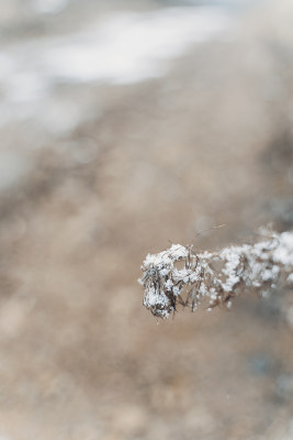 冬季小雪覆盖的野草