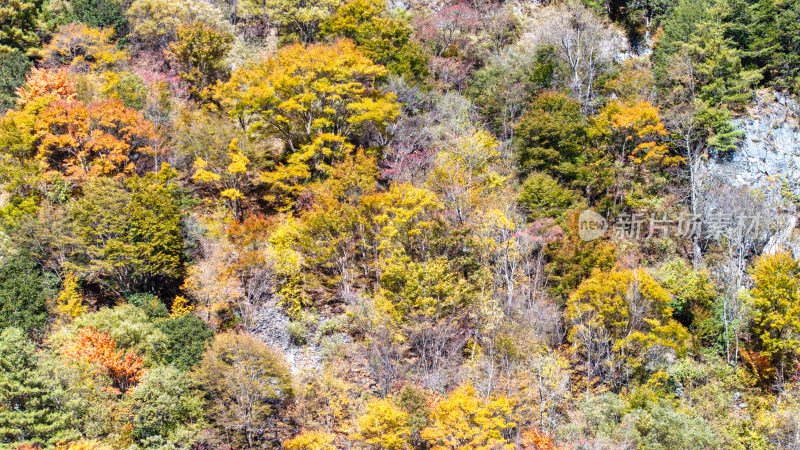 秋季四川西部山区理小路两侧的彩色树林