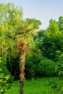 青岛植物园的热带棕树