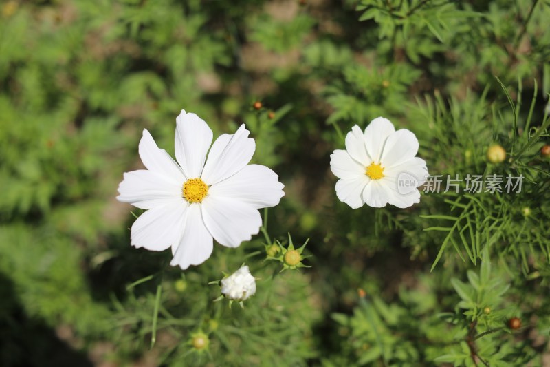 盛开的白色硫华菊