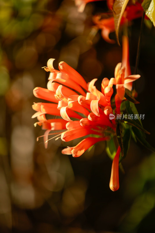 阳光下娇艳盛开的橙红色花朵特写炮仗花