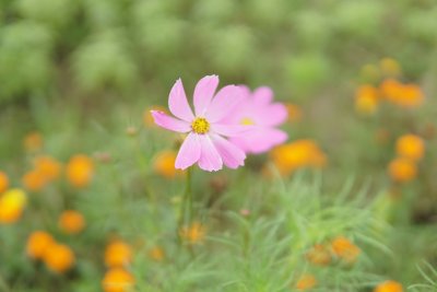 花草花卉