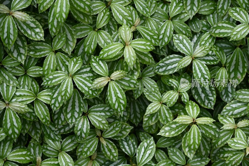 绿色带白纹叶片特写