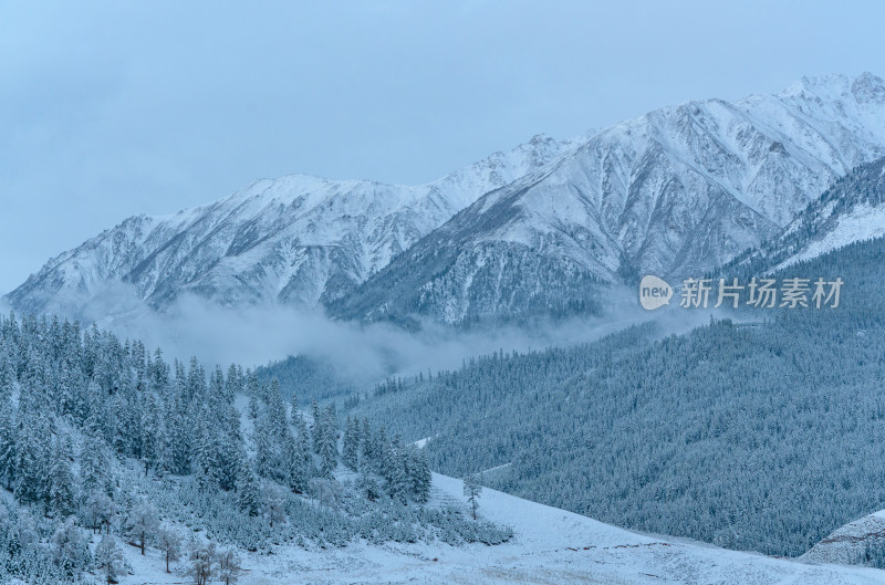 青海祁连卓尔山树林自然唯美雪景风光