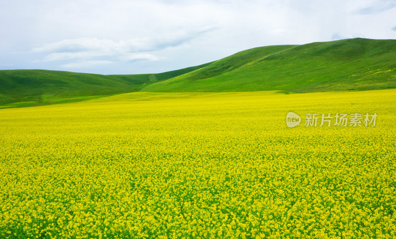 甘肃门源油菜花海