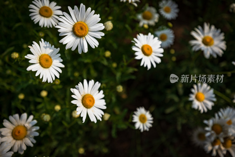 小雏菊花海特写