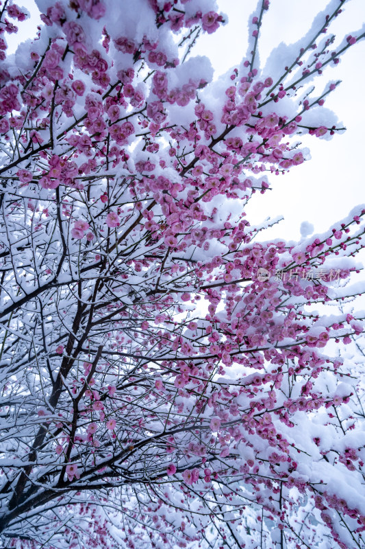 雪后的梅花很美