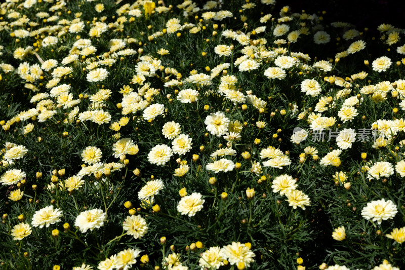 花丛中的小雏菊淡黄色菊花