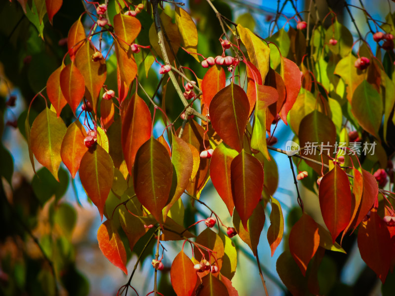 水面上漂浮着落叶的唯美秋景