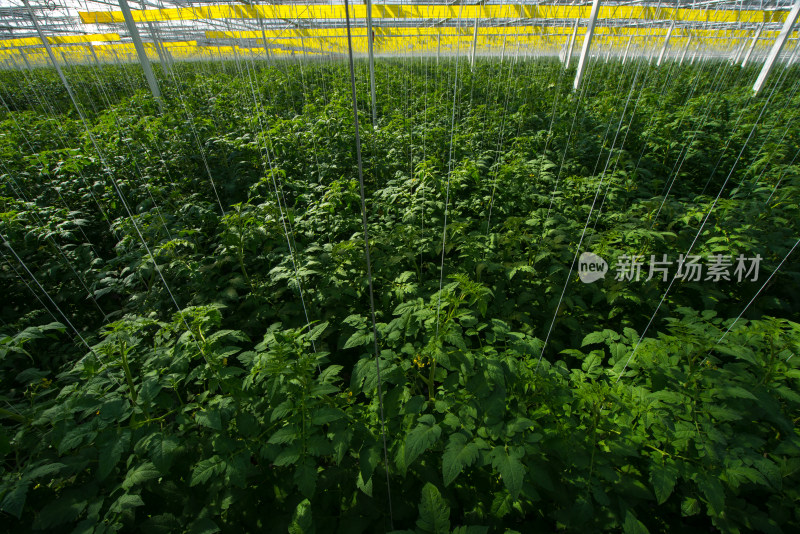 温室大棚内的植物种植场景