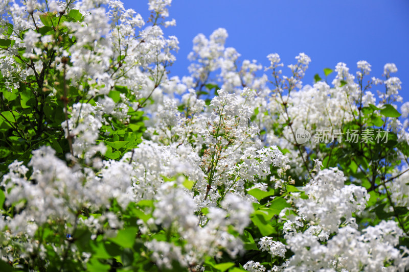 春天四月丁香花花卉开放治愈清新