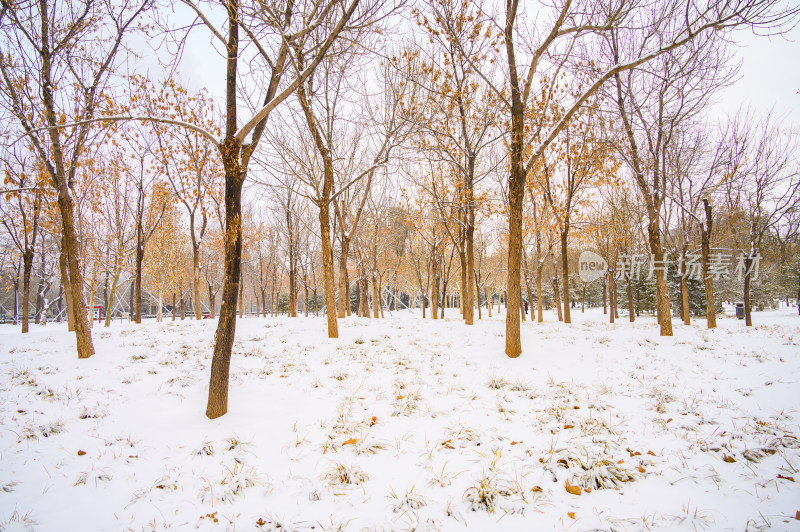 雪后的树林积雪
