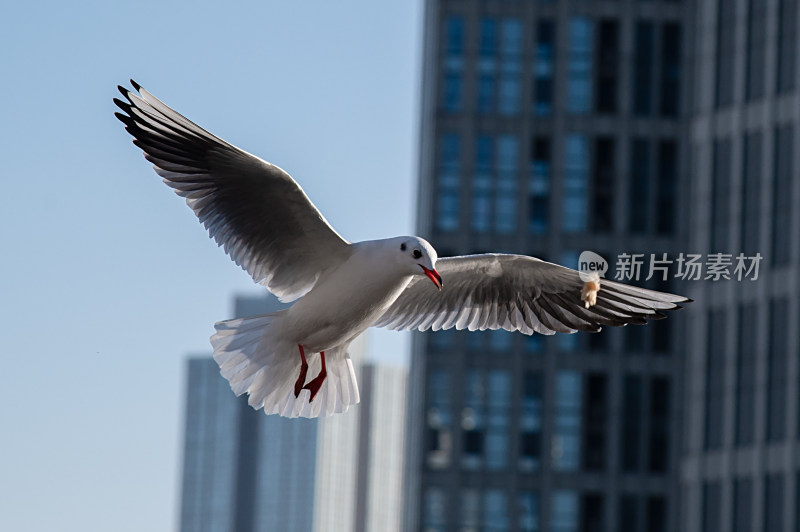 天津海河飞翔海鸥