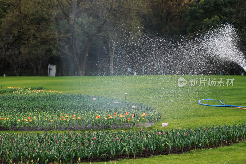 杭州太子湾公园园丁正在浇水