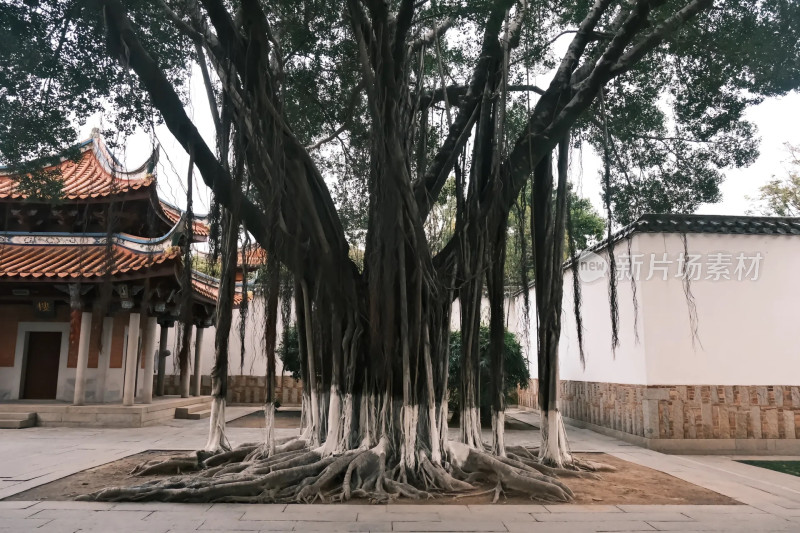 泉州旅游旅拍随拍景点角落摄影