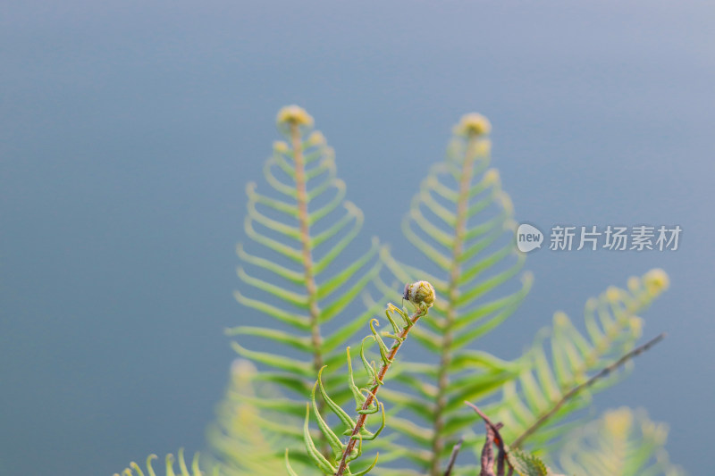 湖边蕨类植物