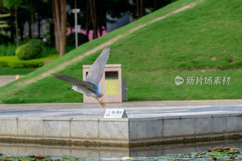 池塘边栖息的夜鹭