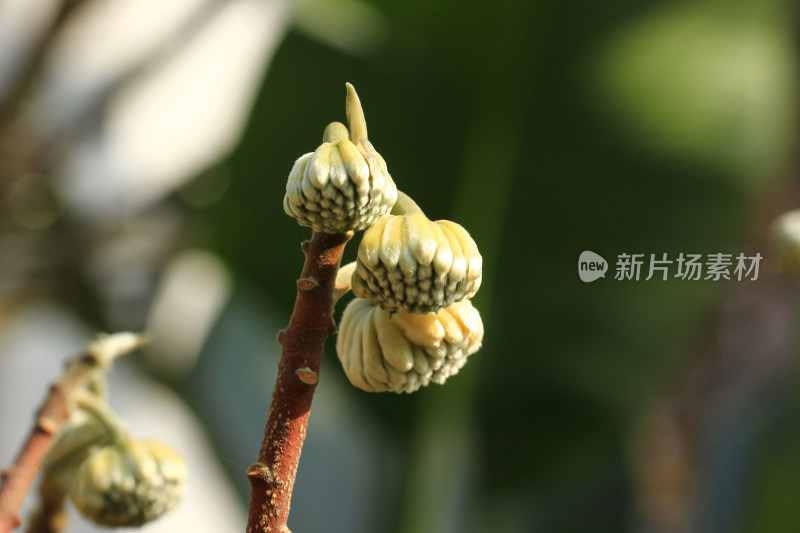 结香花花朵实拍素材