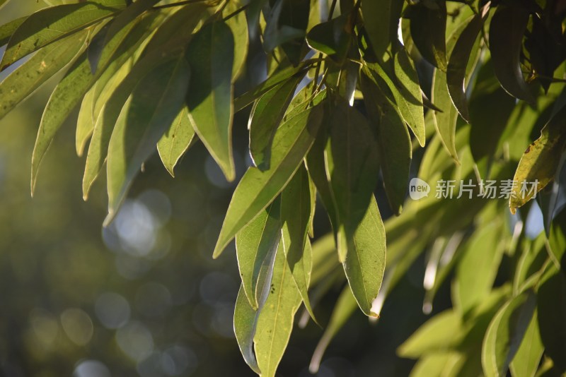 阳光下枝叶繁茂的树叶特写