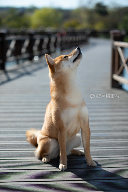 一只坐在栈道上的快乐柴犬