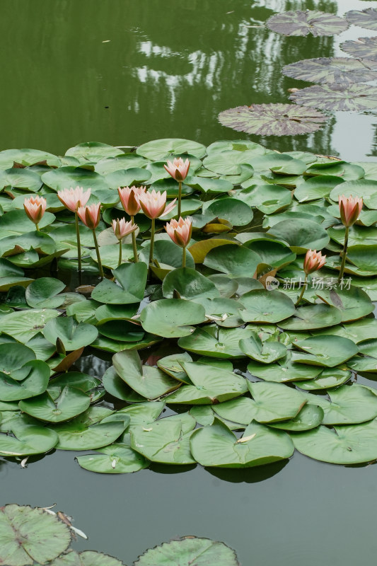 北京国家植物园睡莲