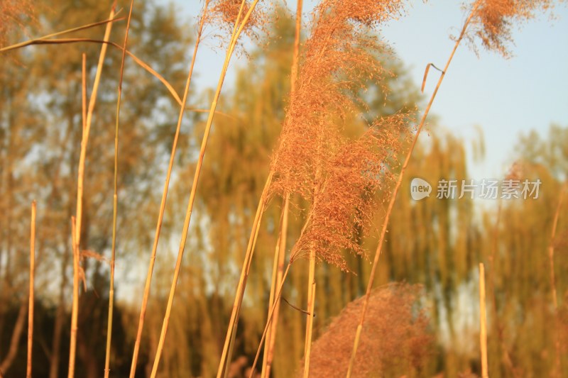 北京马家湾湿地公园