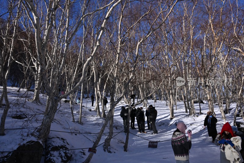 雪地中人们在白桦林里活动