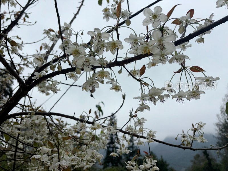 枝头盛开的白色山楂花