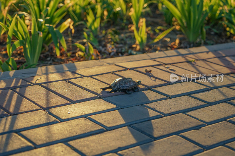 乌龟在地面爬行