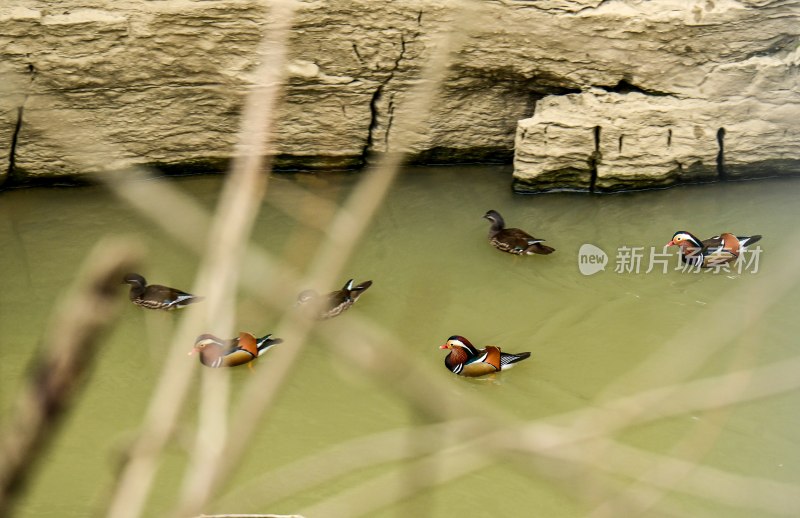 重庆酉阳：散步岸边的鸳鸯